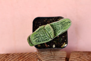 Gasteria 'Bicolor'