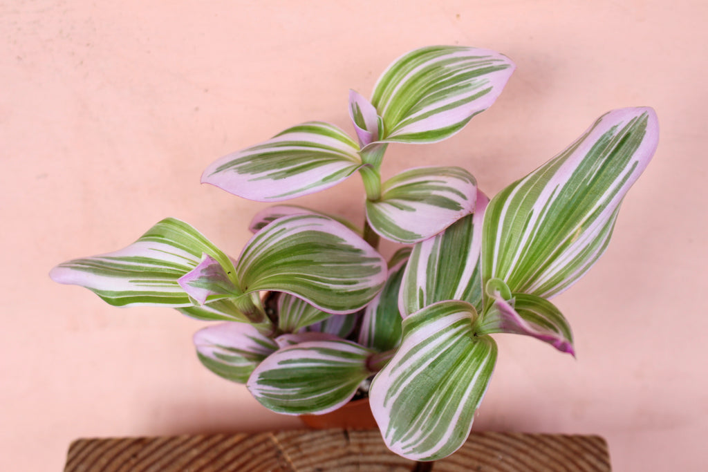 Tradescantia nanouk