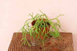 Rhipsalis 'Old Man's Beard'