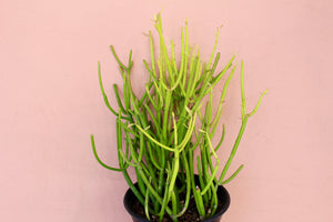 Euphorbia tirucalli 'Pencil Cactus'