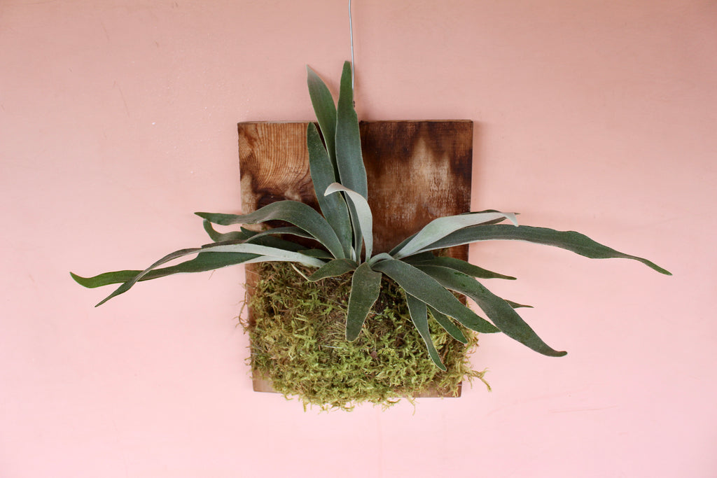 Staghorn Fern Mounted