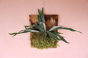Staghorn Fern Mounted