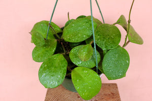 Hoya obovata