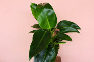Philodendron Green Princess