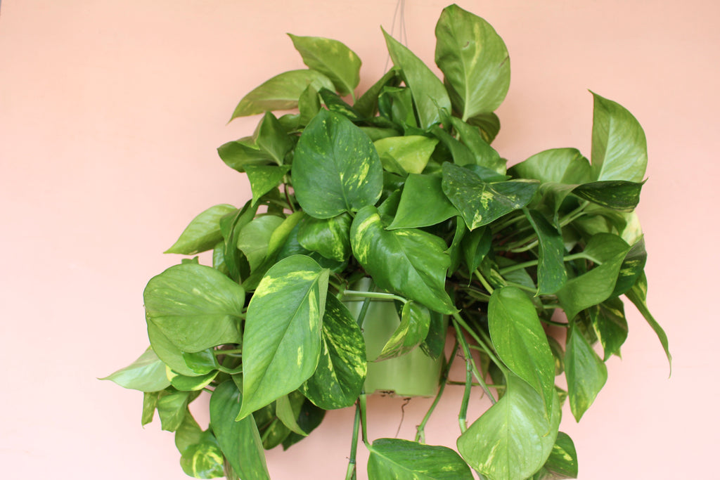 Pothos 'Golden'
