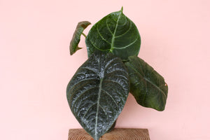Alocasia maharani