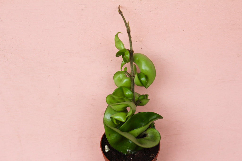 Hoya compacta