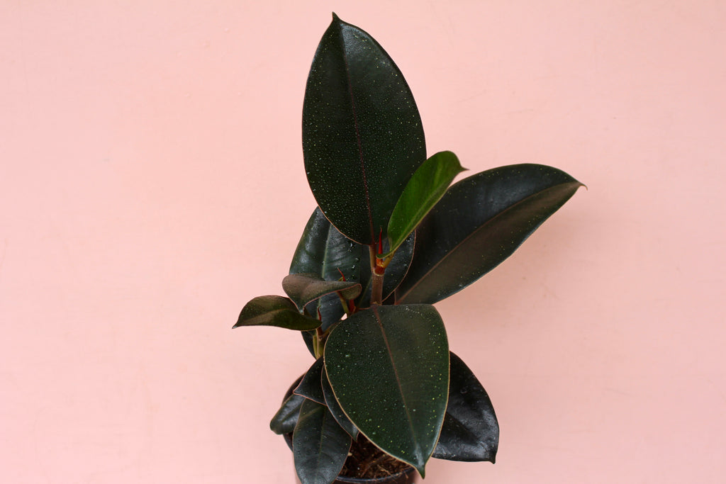 Ficus elastica 'Burgundy'