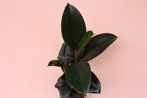Ficus elastica 'Burgundy'