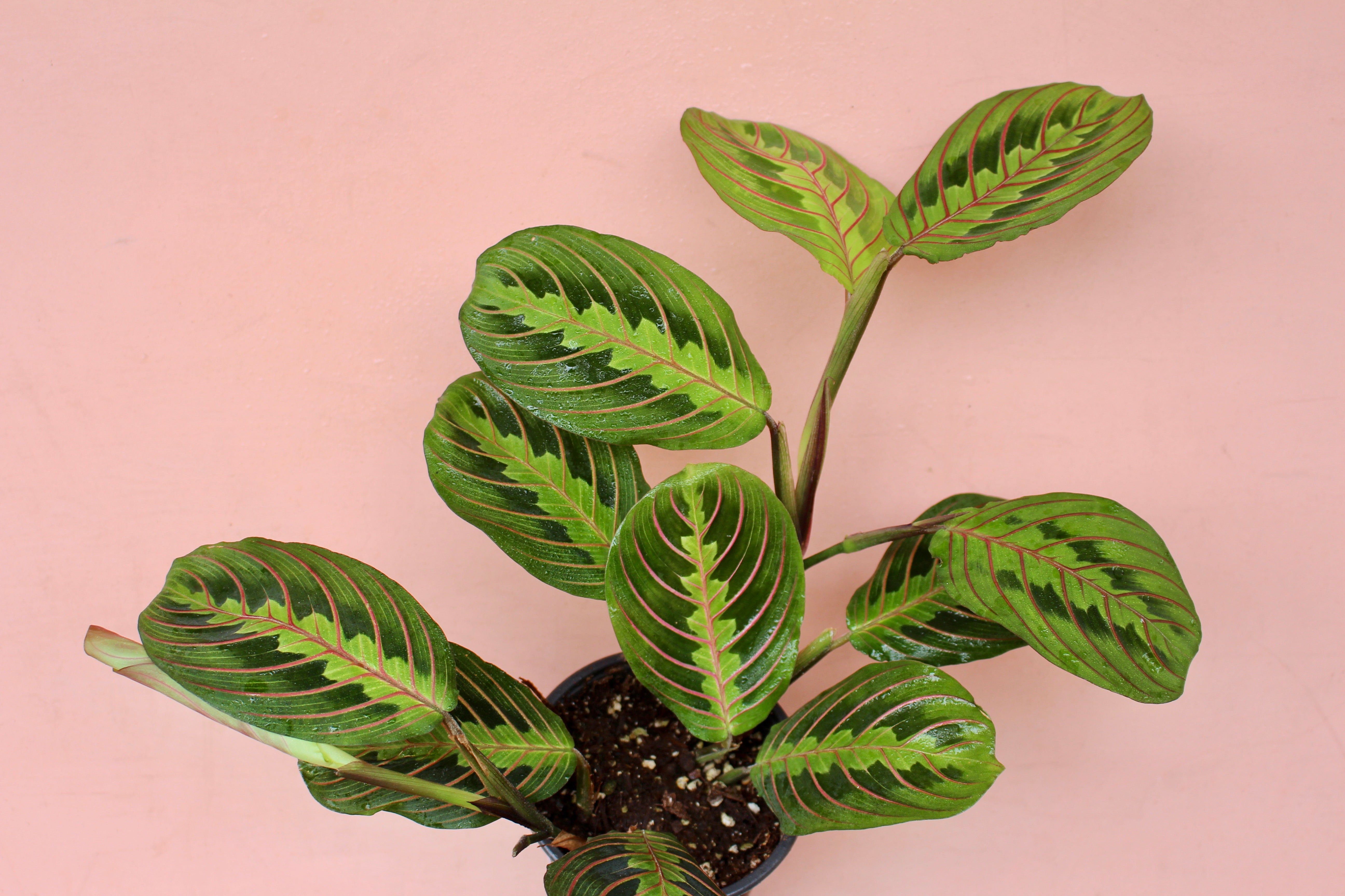 maranta prayer plant red Maranta 'Red' – Solabee Flowers & Botanicals