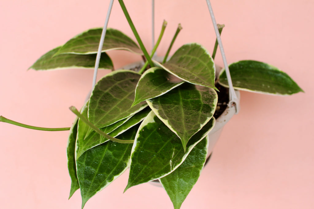 Hoya Macrophylla