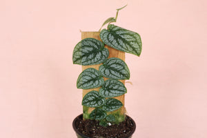Monstera Dubia