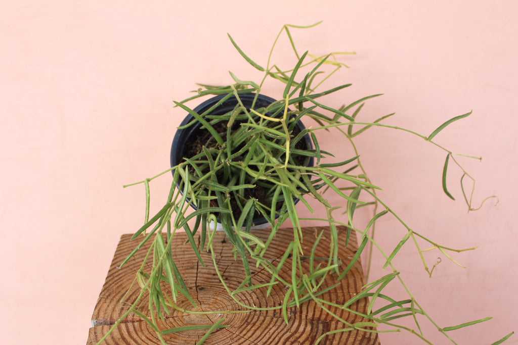 Hoya linearis