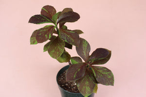 Euphorbia grantii 'Rubra'
