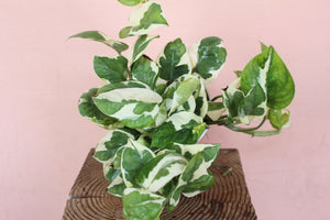 Pothos 'Pearls & Jade'