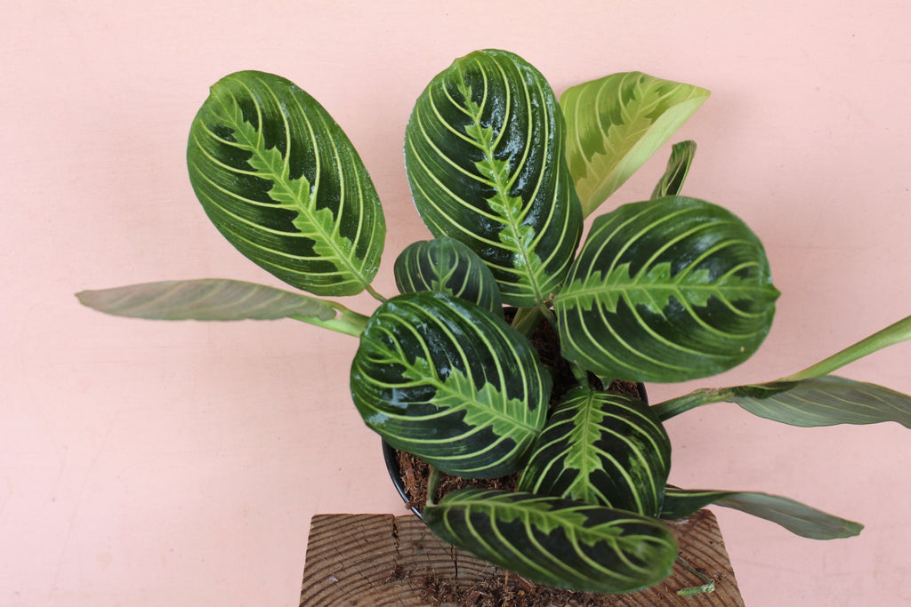 Maranta 'Lemon Lime'