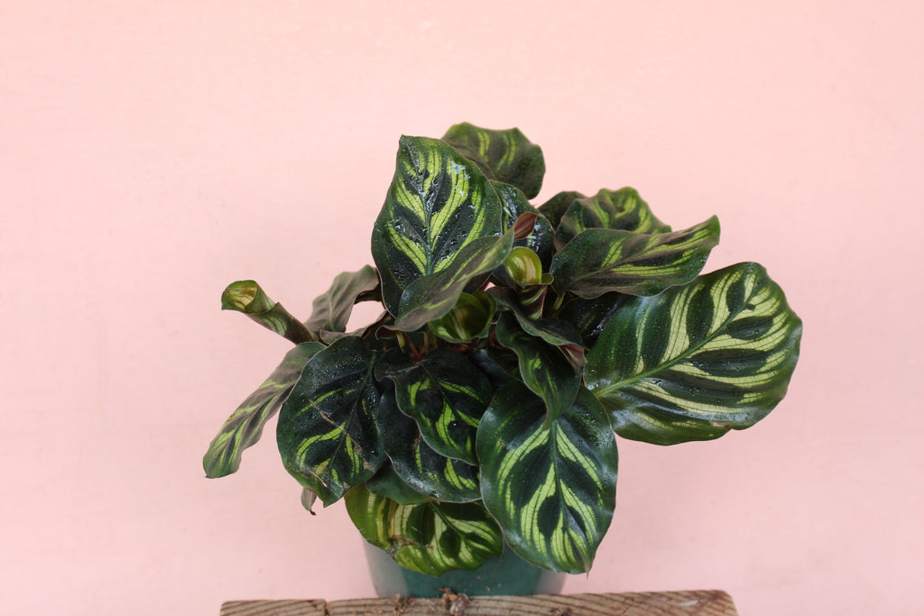 Calathea makoyana