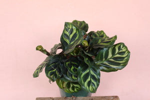 Calathea makoyana