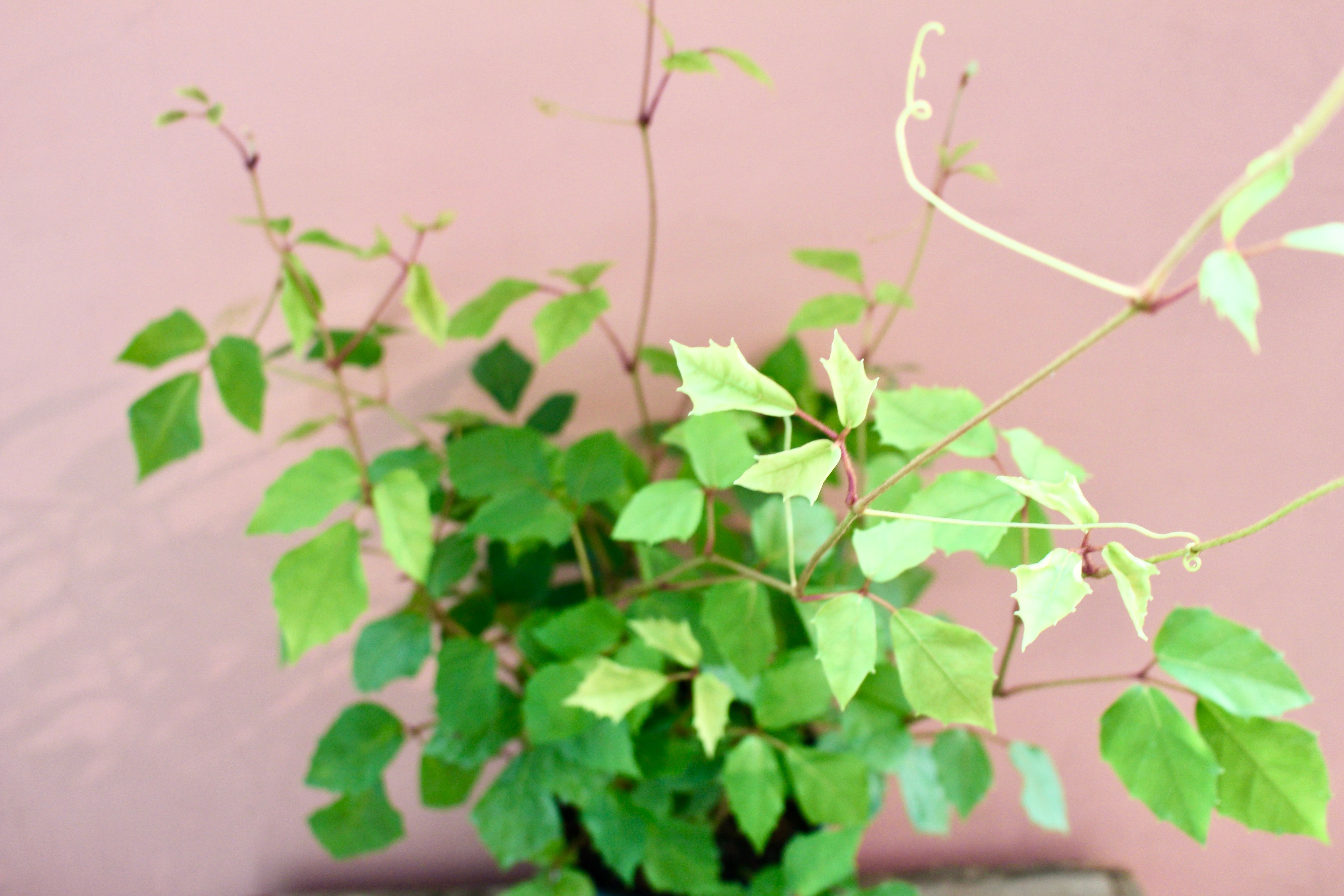 Cissus rhombifolia 'Oak Ivy'