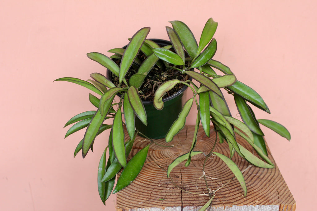 Hoya Wayetti