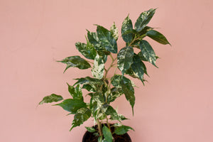 Ficus dorado