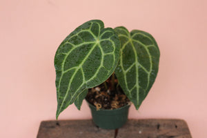 Anthurium magnificum