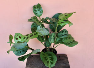 Maranta 'Green'