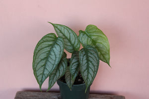 Monstera siltepecana