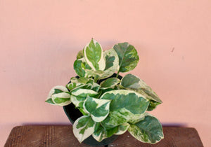 Pothos 'N'Joy'
