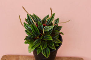 Peperomia 'Rosso'
