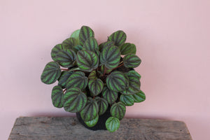 Peperomia 'Peppermill'