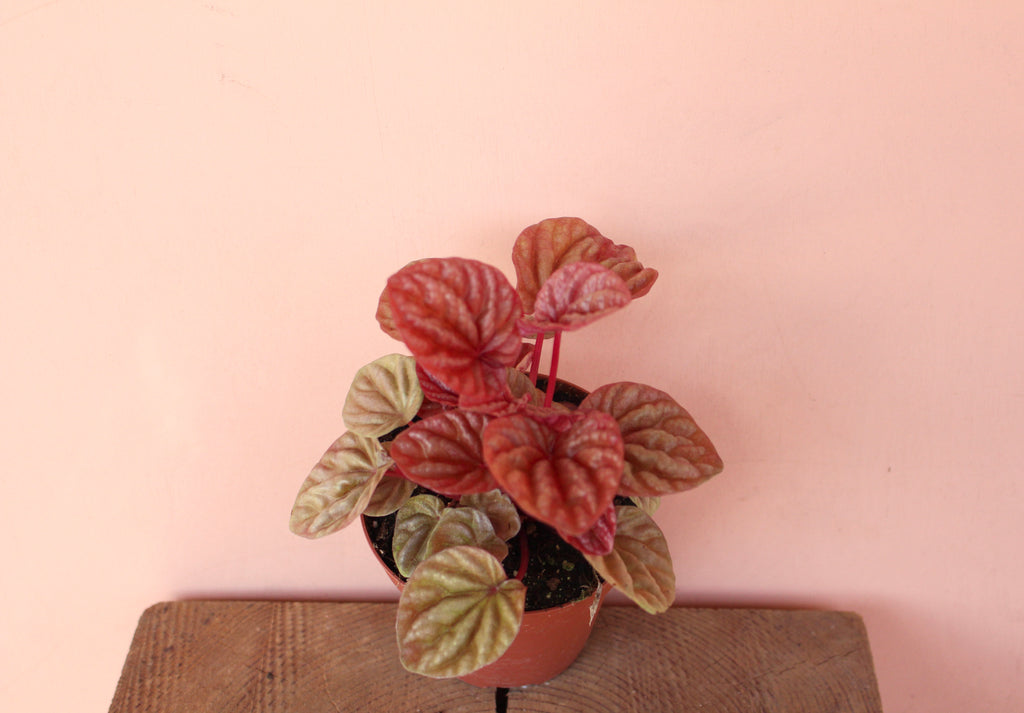 Peperomia caperata 'Quito'