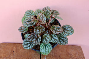 Peperomia caperata 'Burbella'