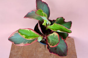 Peperomia clusiifolia 'Ginny'