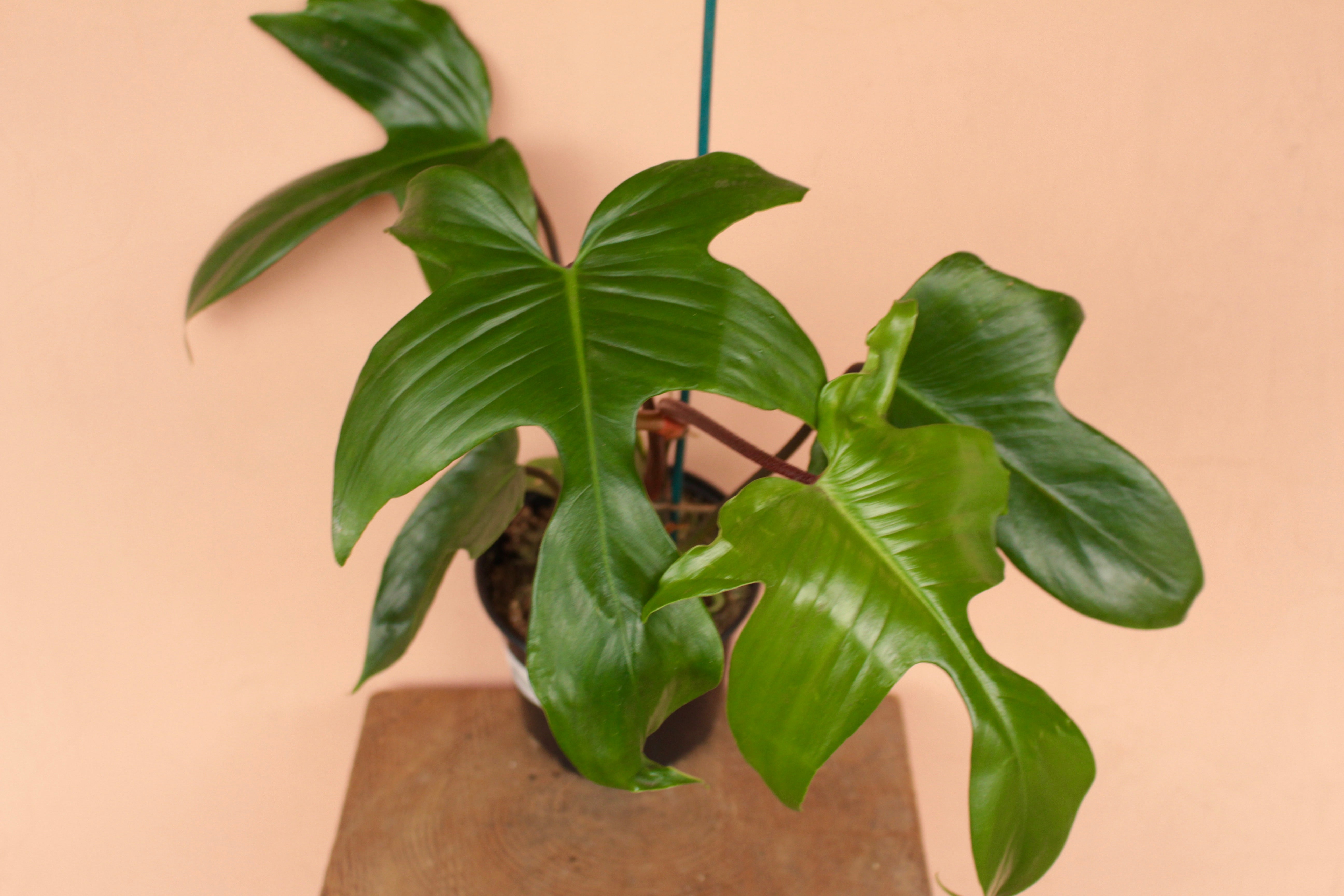 Philodendron Florida Green Vs Beauty  