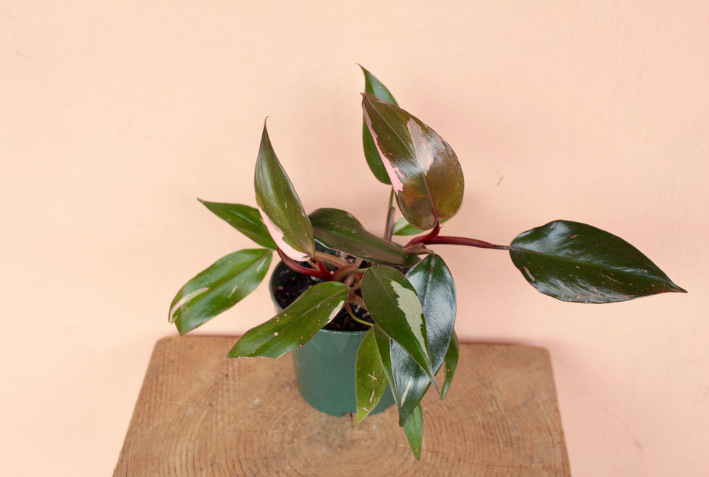 Philodendron 'Pink Princess'