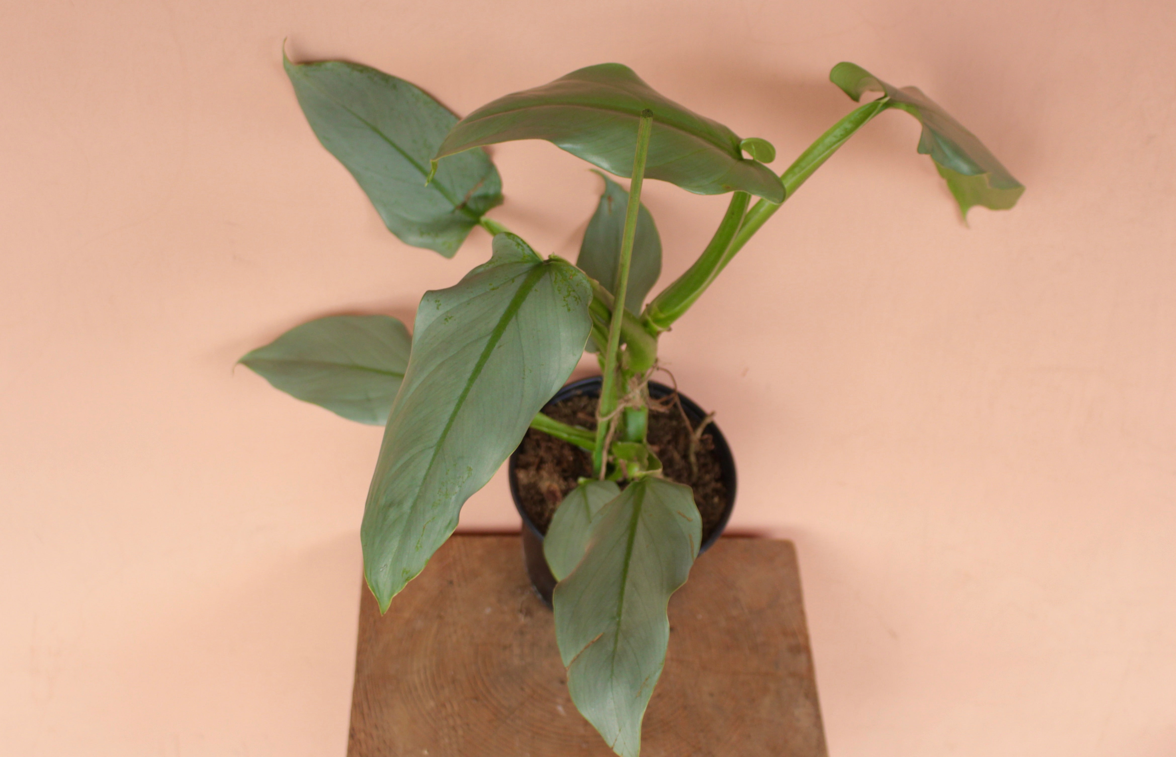 silver sword philodendron hastatum Wekiva Foliage Silver Sword Philodendron - Live Plant in a 4 in. Pot - Philodendron Hastatum 'Silver Sword'