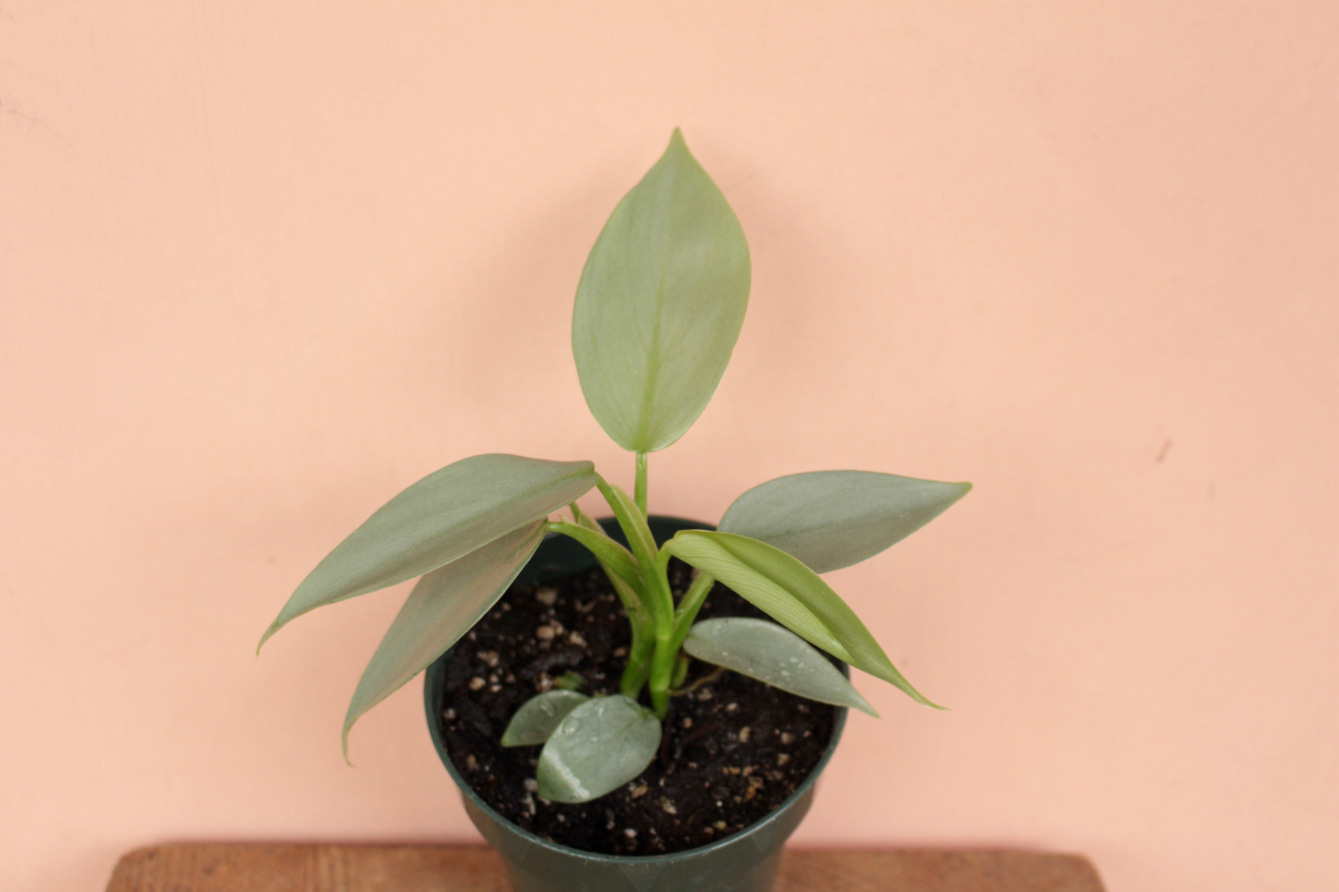 silver sword philodendron Wekiva Foliage Silver Sword Philodendron - Live Plant in a 4 in. Pot - Philodendron Hastatum 'Silver Sword'