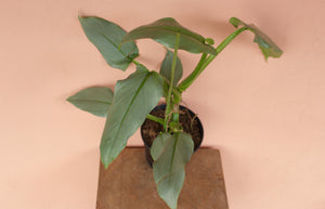Philodendron hastatum 'Silver Sword"