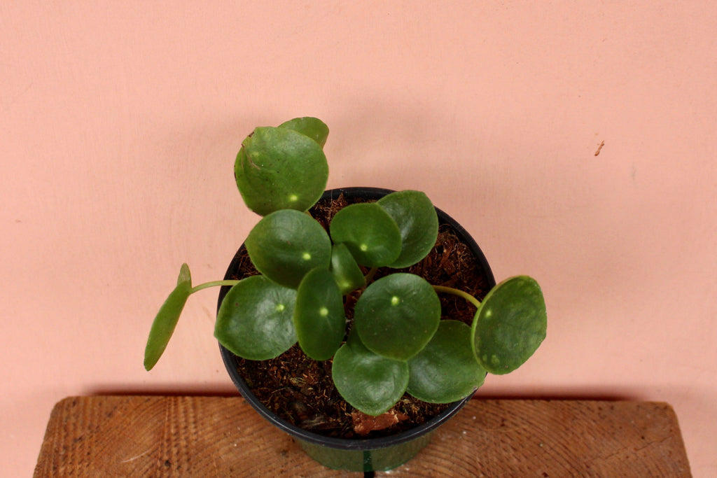 A Pilea peperomioides plant, commonly known as friendship plant or money plant, potted in a black container, placed on a wooden surface against a pink background.
