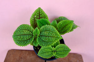 Pilea 'Moon Valley'