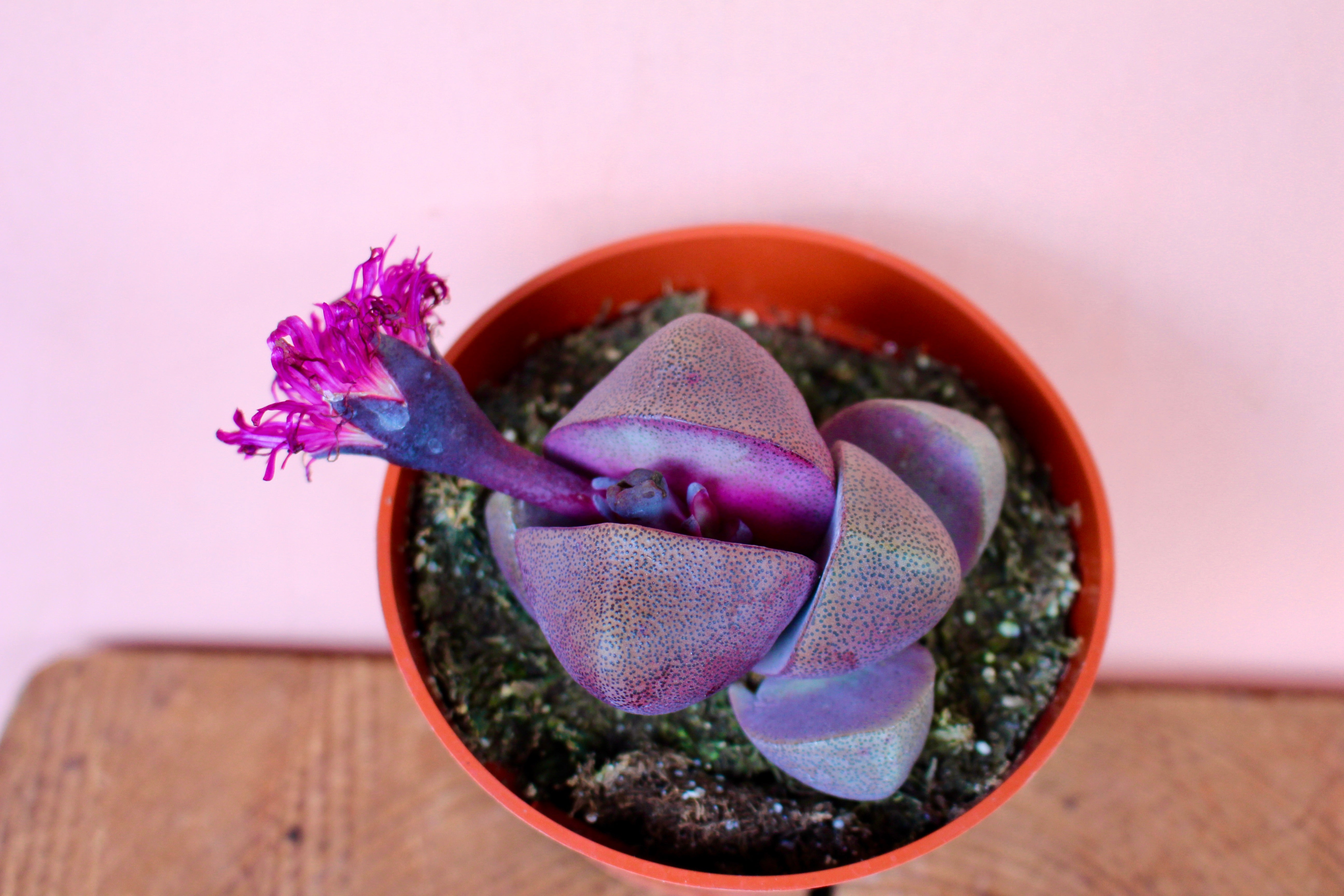 split rock succulents Pleiospilos 'Split Rock'