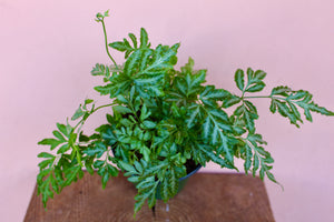 Pteris 'Silver Ribbon' Fern