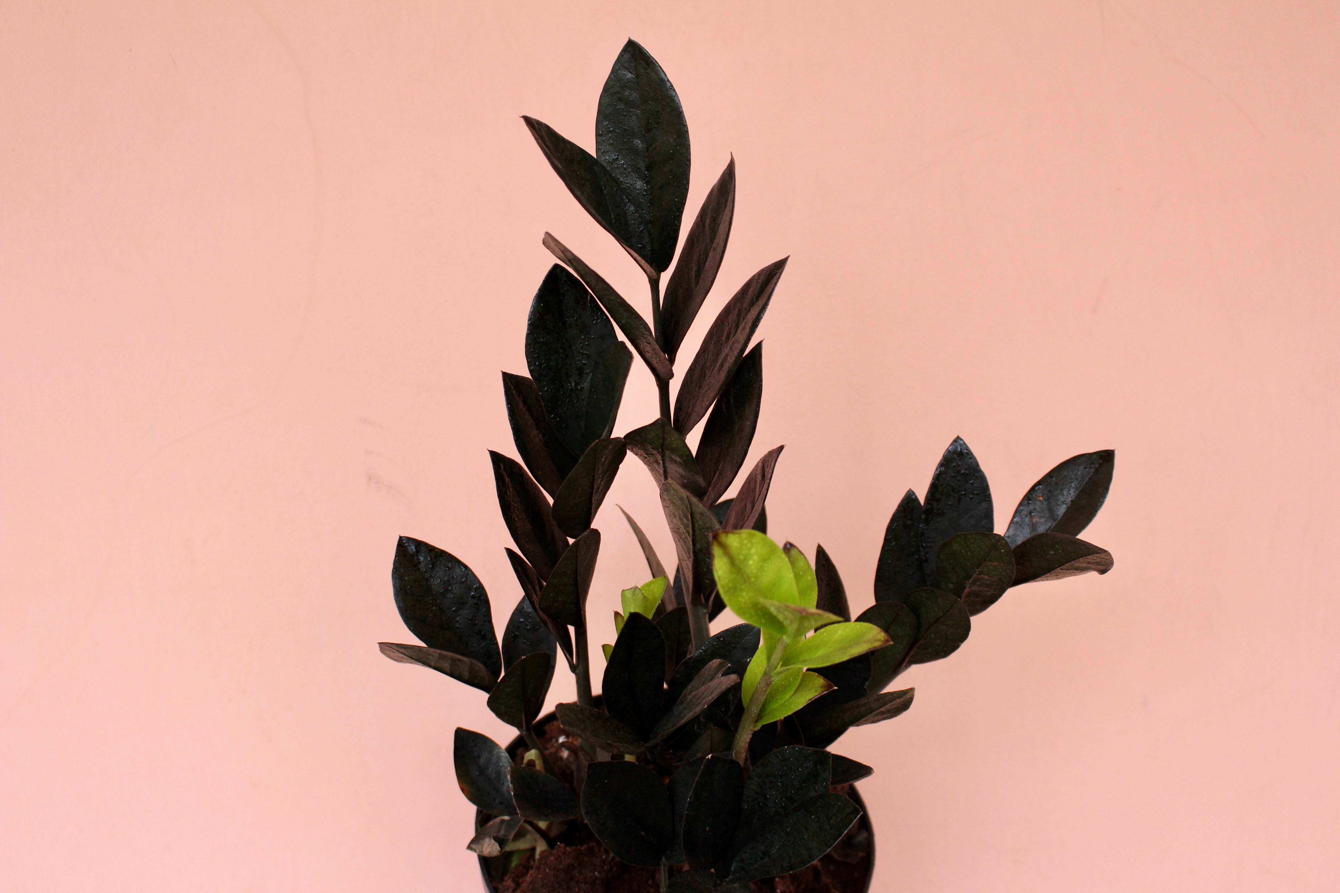 zz plant raven for sale Zamioculcas zamiifolia 'Raven'