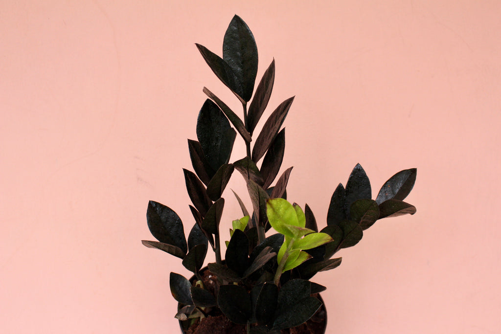 Zamioculcas zamiifolia 'Raven'