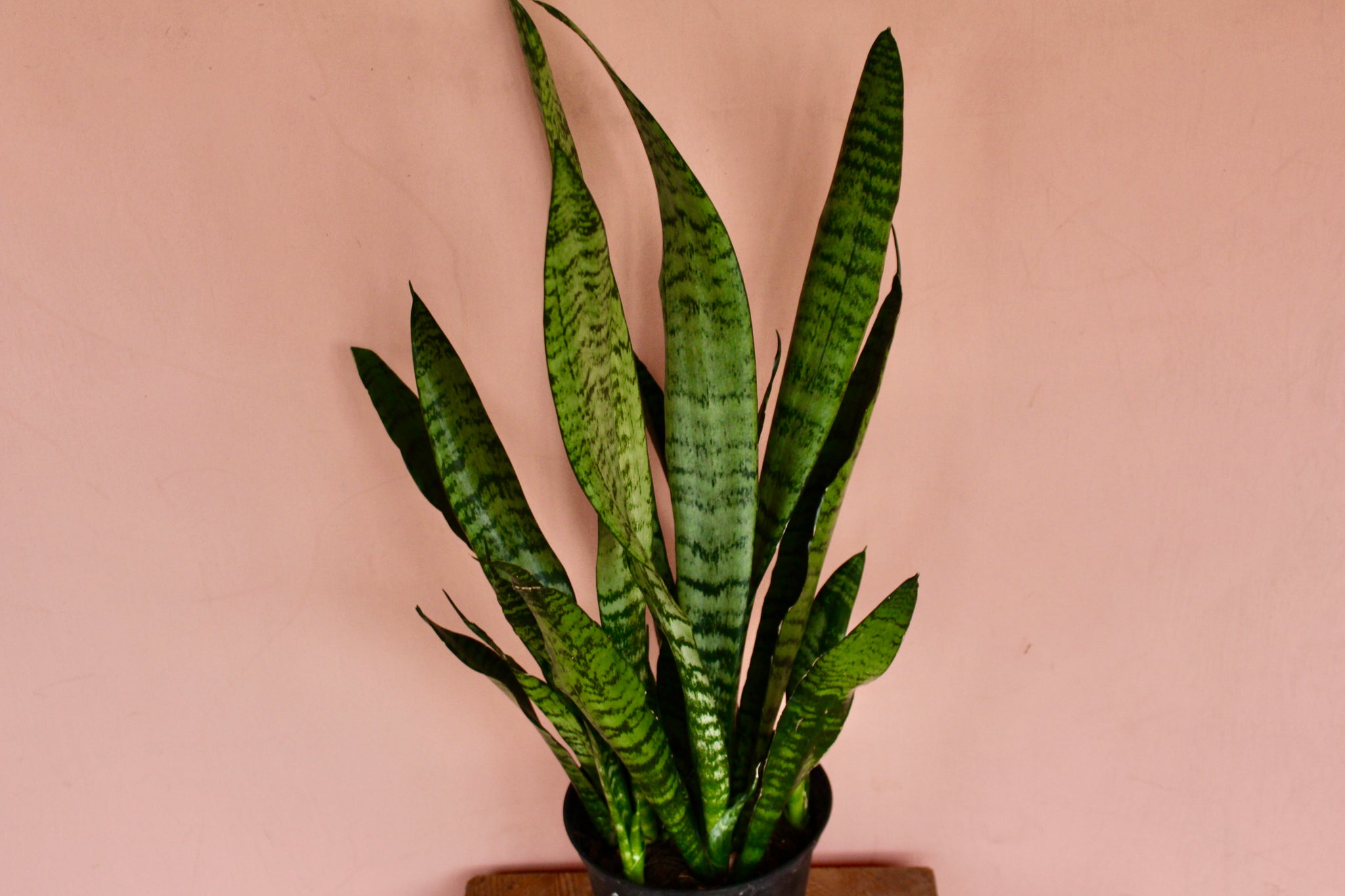 sansevieria singularis Sansevieria 'Zeylanica'