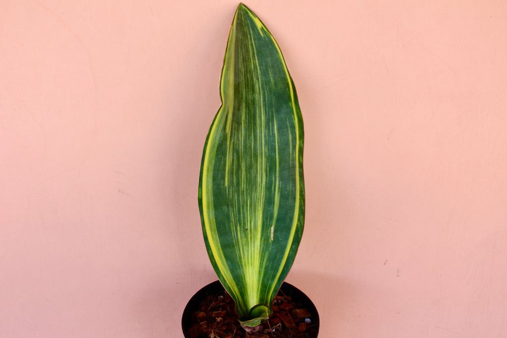 Sansevieria 'Whale Fin' Variegated