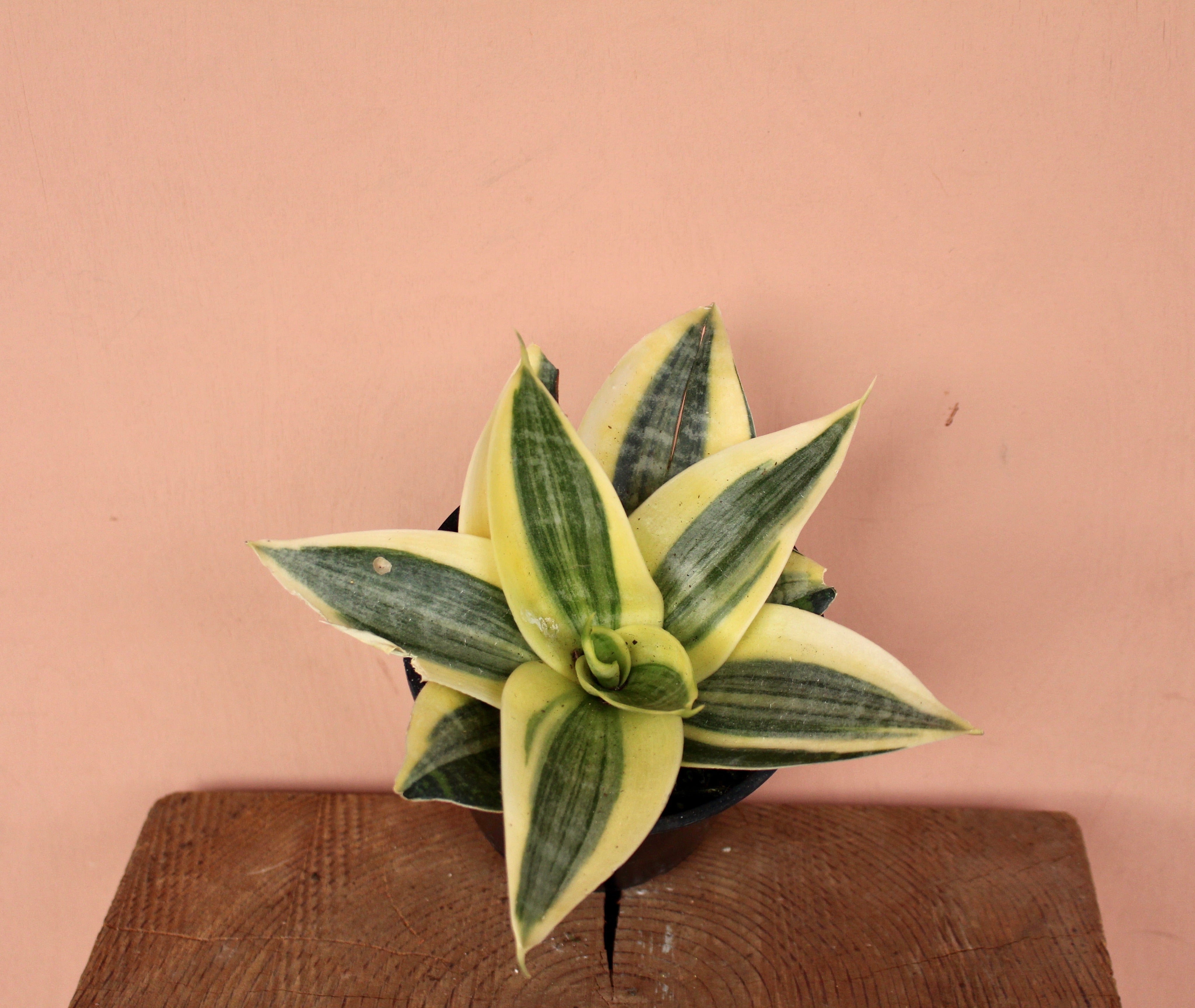 sansevieria black hahnii Sansevieria hahnii 'Black Star' – Solabee Flowers & Botanicals