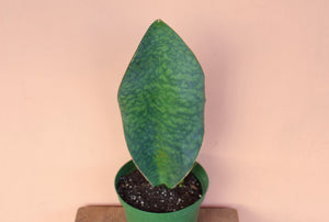 Sansevieria 'Whale Fin'