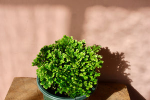 Selaginella tamariscina 'White Tip Spikemoss'